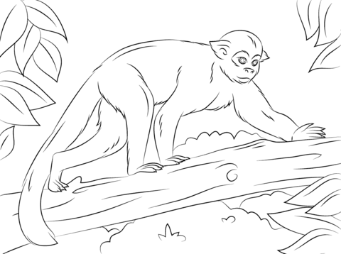 Squirrel Monkey On A Tree Coloring Page